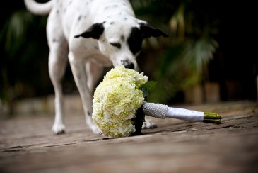 Key West Wedding - Dog and Bouquet