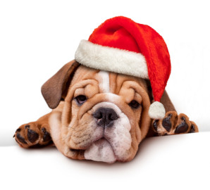 Key West Santa Dog