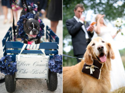 pet-in-wedding