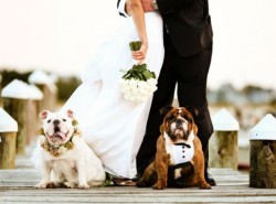 pets in wedding