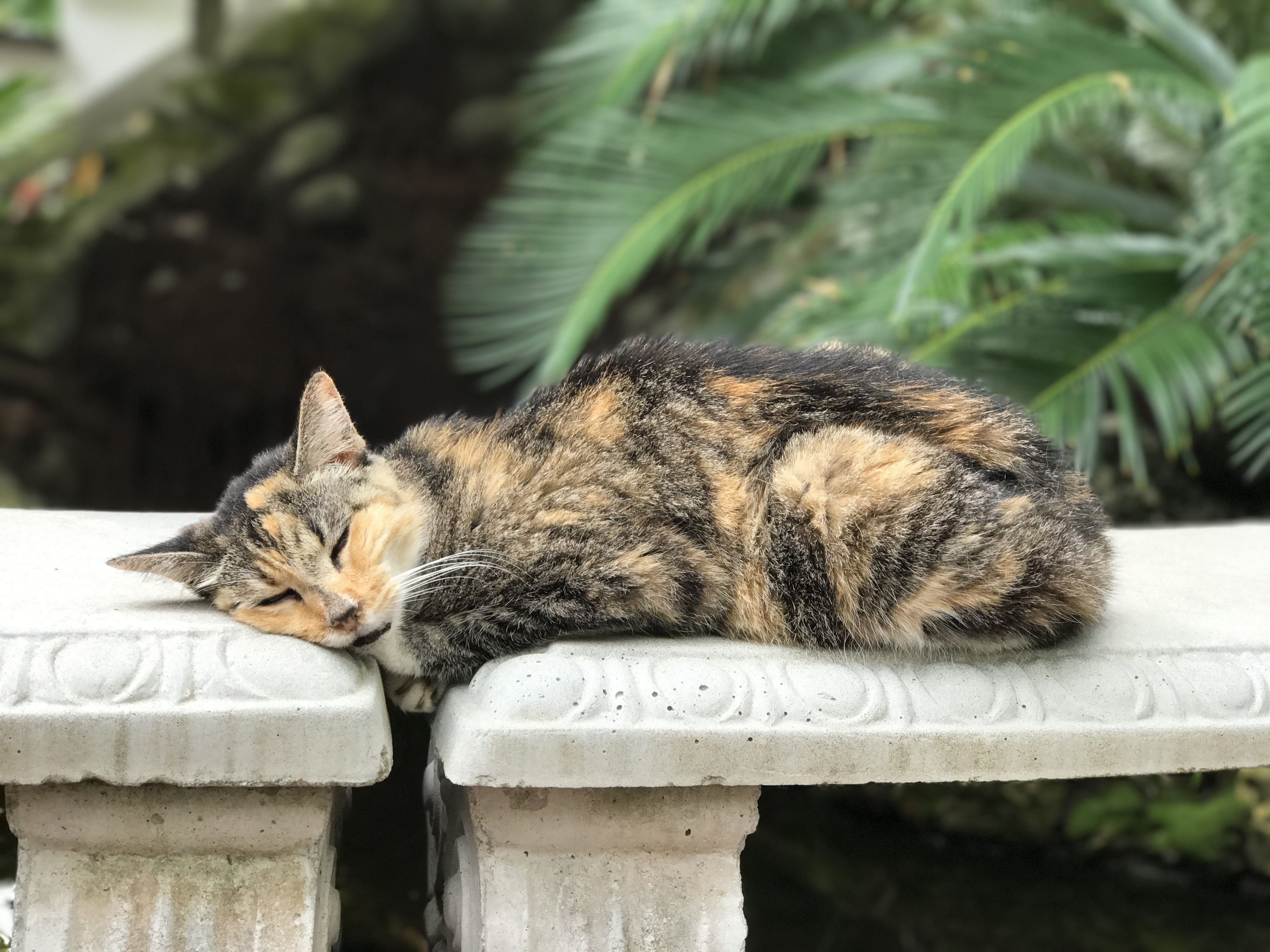 In Memory of Miss Kitty