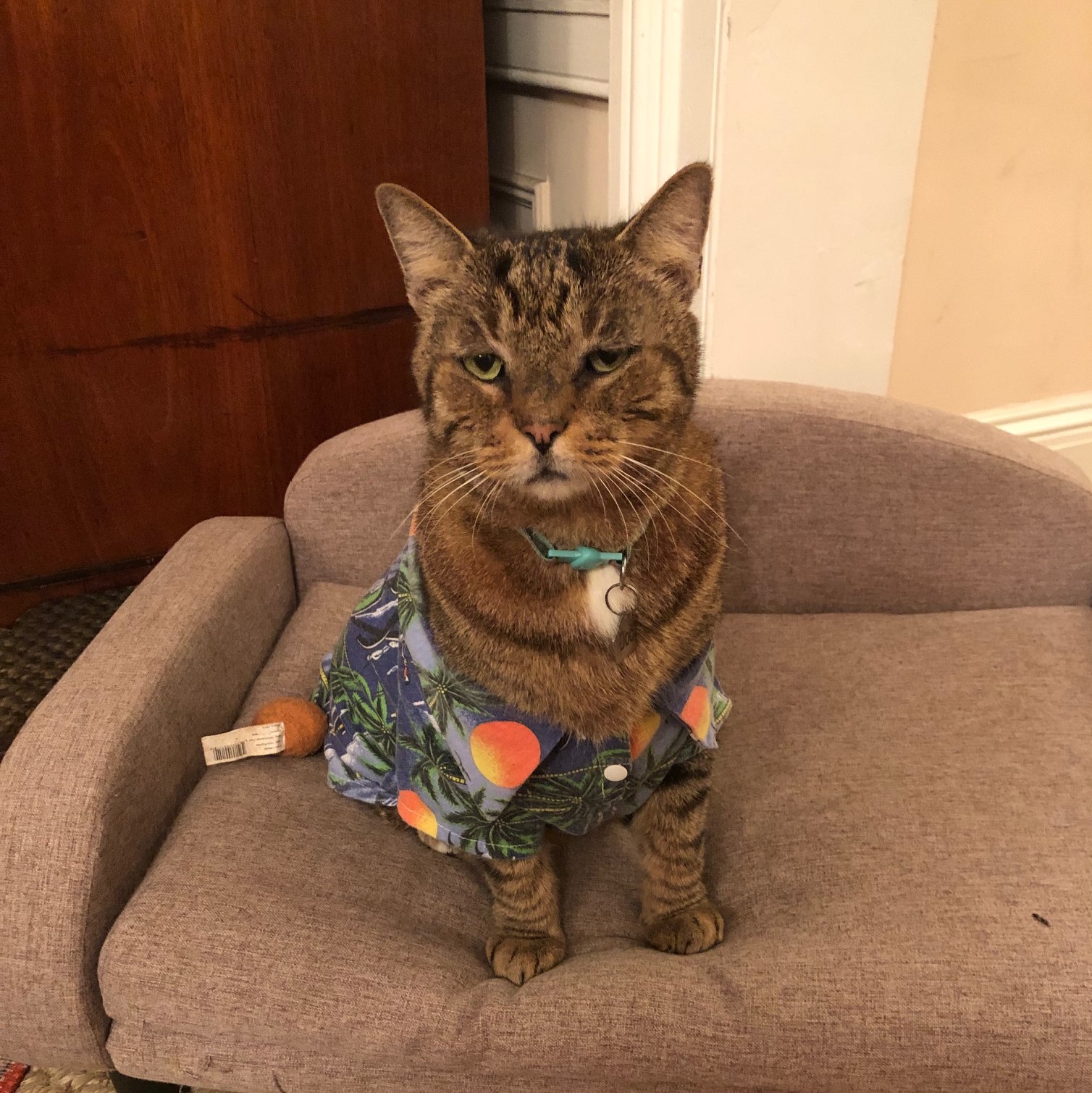 The Key West cat who wears a Hawaiian shirt