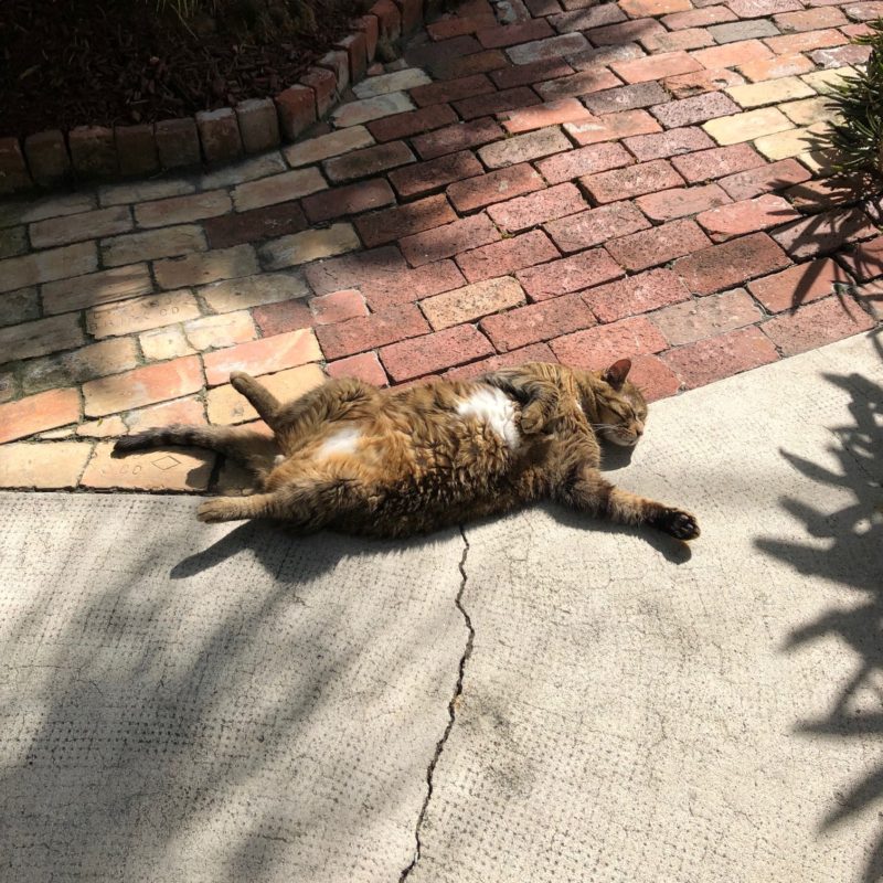 Key West cat